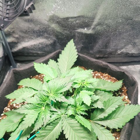 Banana Purple Punch Auto growlog photo: LST Going good!