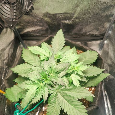 Banana Purple Punch Auto growlog timeline photo