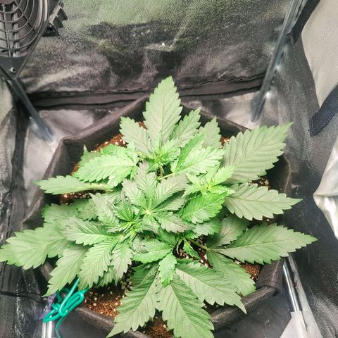 Banana Purple Punch Auto growlog timeline photo