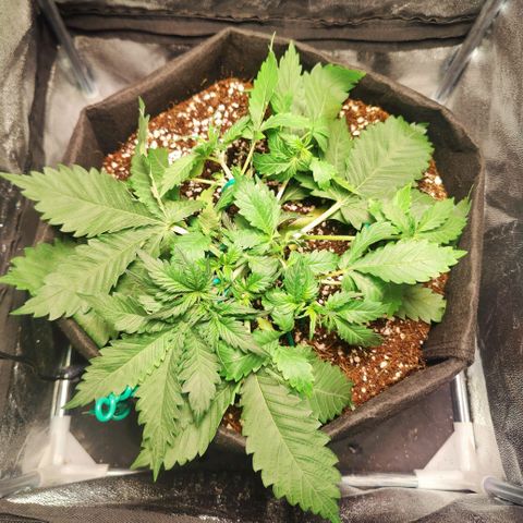 Banana Purple Punch Auto growlog timeline photo
