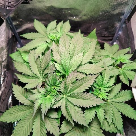 Banana Purple Punch Auto growlog timeline photo