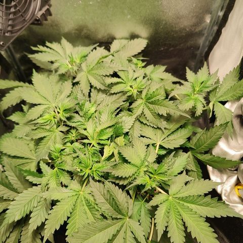 Banana Purple Punch Auto growlog timeline photo