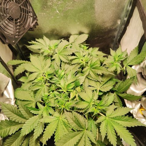 Banana Purple Punch Auto growlog timeline photo