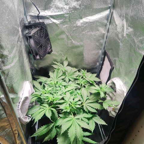 Banana Purple Punch Auto growlog timeline photo
