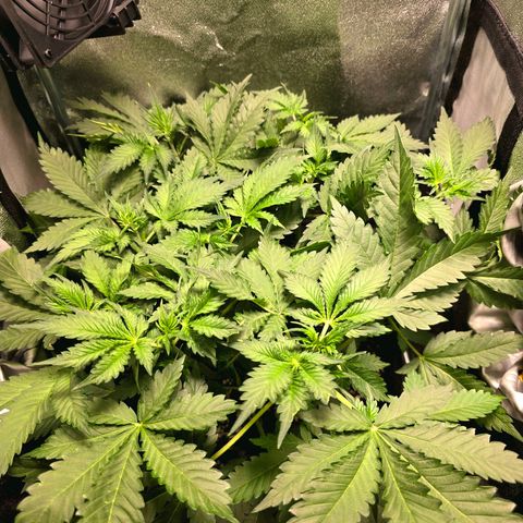 Banana Purple Punch Auto growlog timeline photo