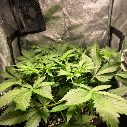 Banana Purple Punch Auto growlog timeline photo