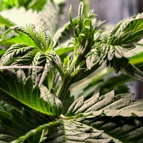 Banana Purple Punch Auto growlog timeline photo
