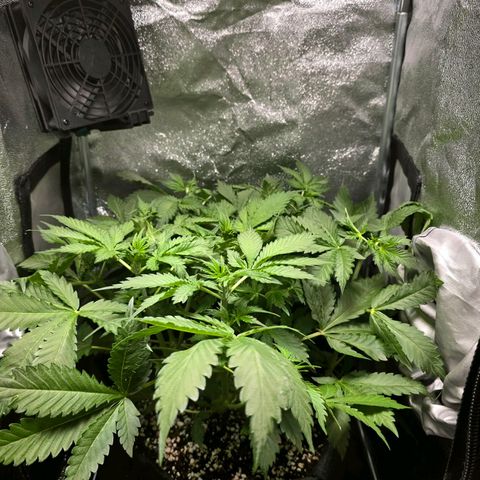 Banana Purple Punch Auto growlog timeline photo