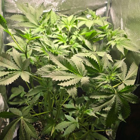 Banana Purple Punch Auto growlog timeline photo
