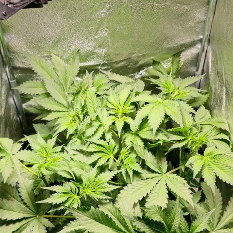Banana Purple Punch Auto growlog timeline photo