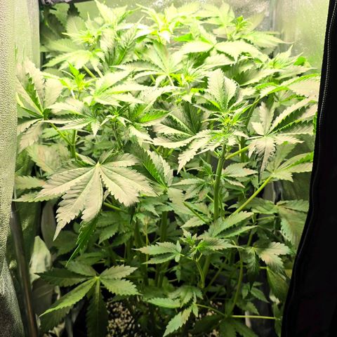 Banana Purple Punch Auto growlog timeline photo