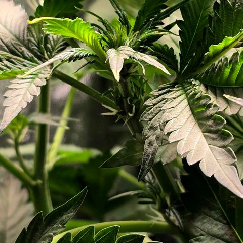 Banana Purple Punch Auto growlog timeline photo