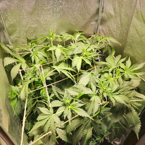 Banana Purple Punch Auto growlog timeline photo