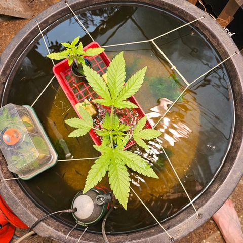 Critical  growlog timeline photo