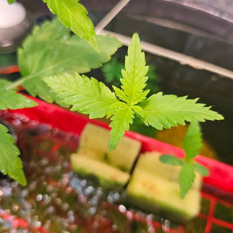 Critical  growlog timeline photo