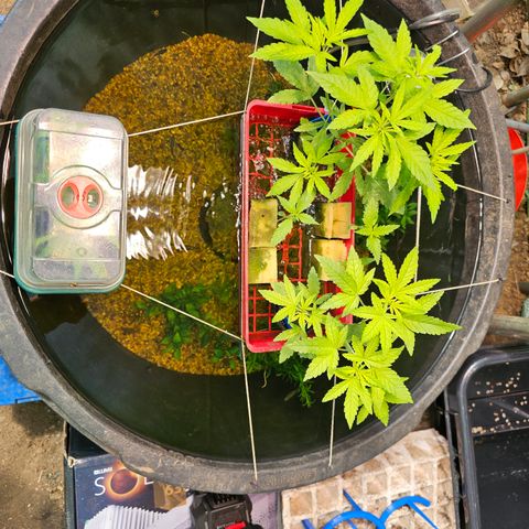 Critical  growlog timeline photo
