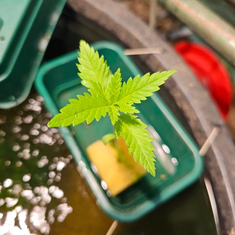Critical  growlog timeline photo