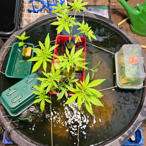 Critical  growlog timeline photo