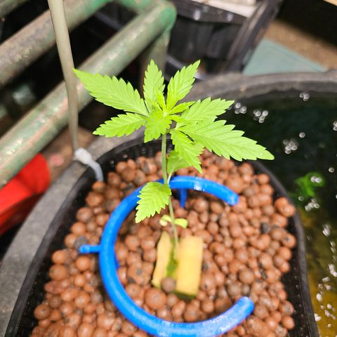 Critical  growlog timeline photo
