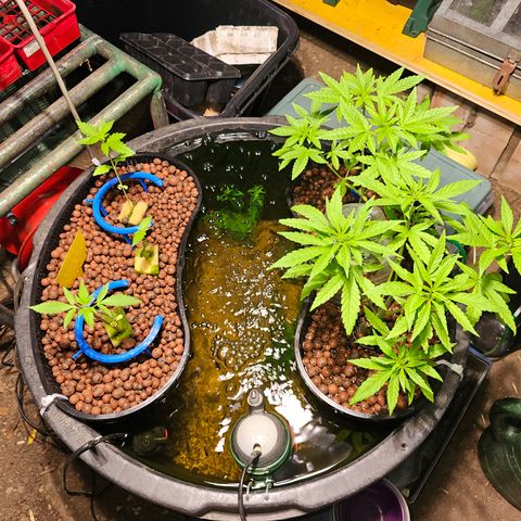 Critical  growlog timeline photo