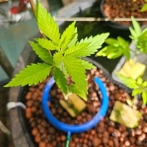 Critical  growlog timeline photo