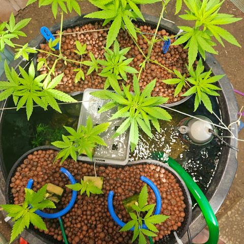 Critical  growlog timeline photo