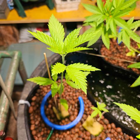 Critical  growlog timeline photo