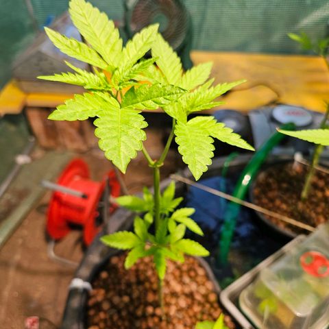 Critical  growlog timeline photo