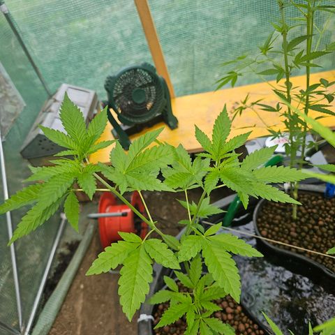 Critical  growlog timeline photo