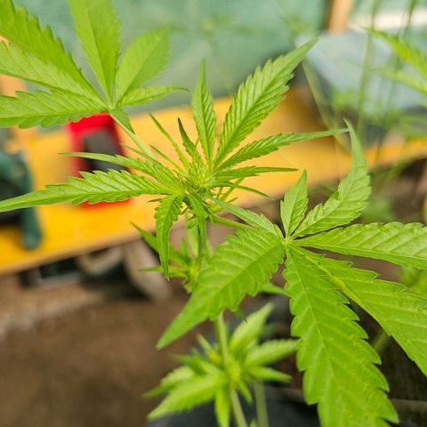 Critical  growlog timeline photo
