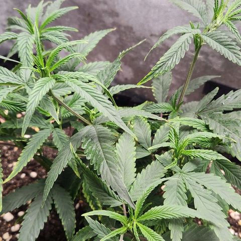 Purple Buddha #1 growlog timeline photo