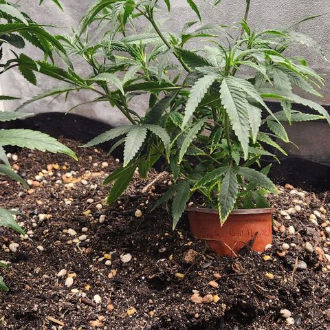 Purple Buddha #1 growlog timeline photo