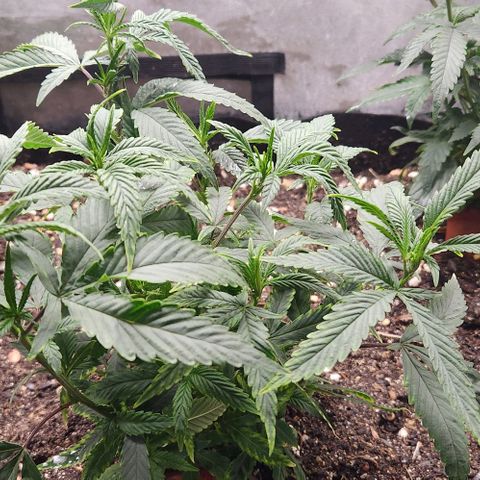 Purple Buddha #2 growlog timeline photo