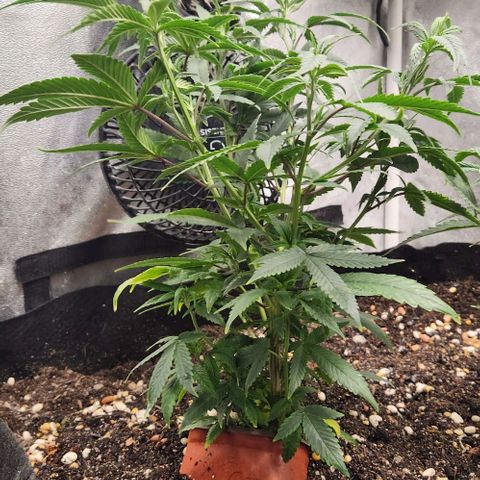 God Bud #1 growlog timeline photo