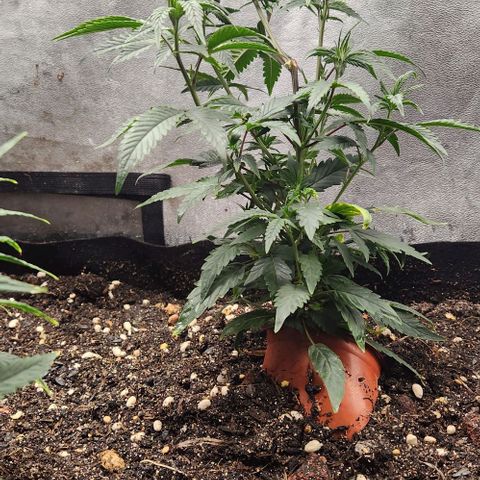 God Bud #2 growlog timeline photo