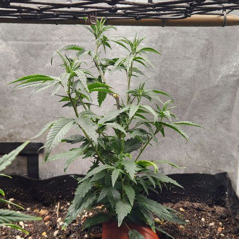 God Bud #2 growlog timeline photo