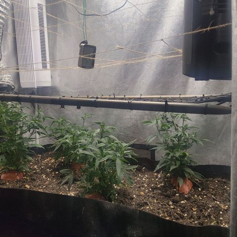 Purple Buddha #2 growlog timeline photo