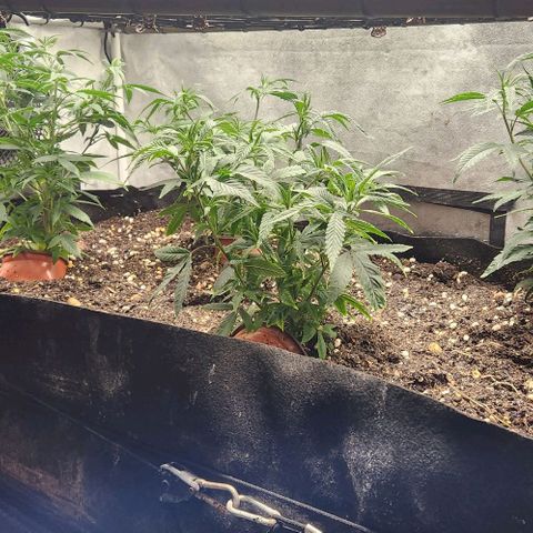 Purple Buddha #2 growlog timeline photo