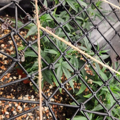 God Bud #1 growlog timeline photo