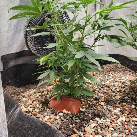 God Bud #1 growlog timeline photo