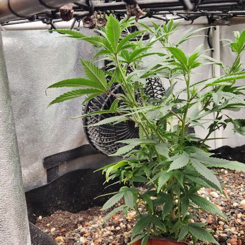 God Bud #1 growlog timeline photo