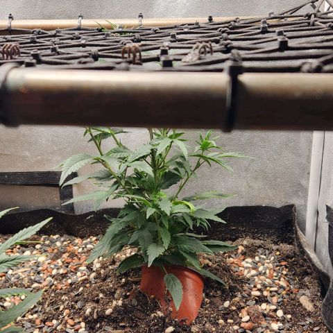 God Bud #2 growlog timeline photo