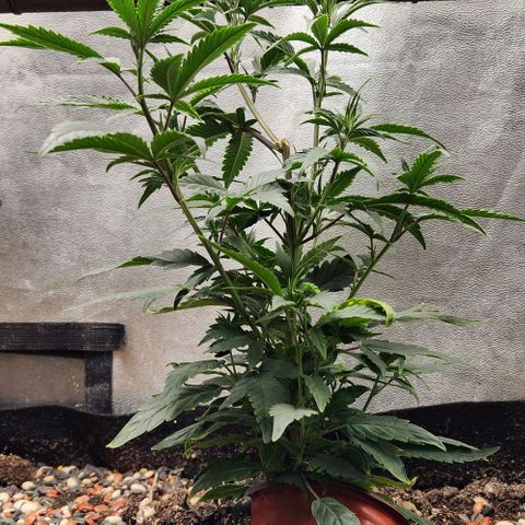 God Bud #2 growlog timeline photo