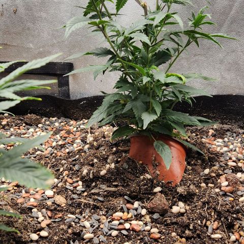 God Bud #2 growlog timeline photo