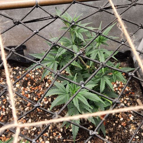 God Bud #2 growlog timeline photo