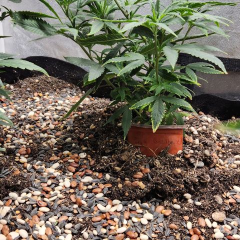 Purple Buddha #1 growlog timeline photo