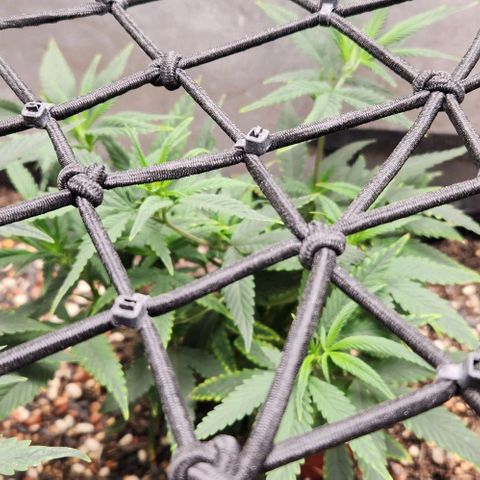 Purple Buddha #1 growlog timeline photo