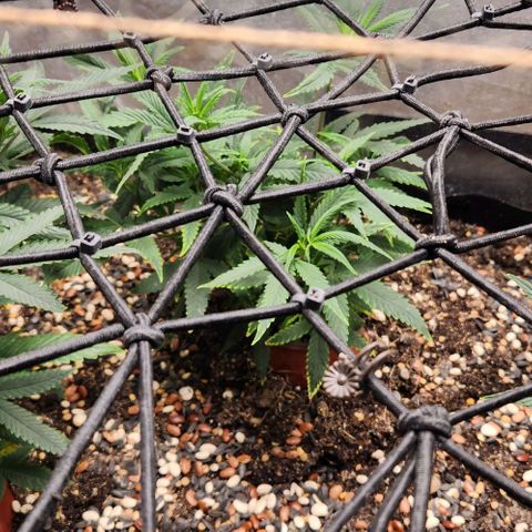 Purple Buddha #1 growlog timeline photo