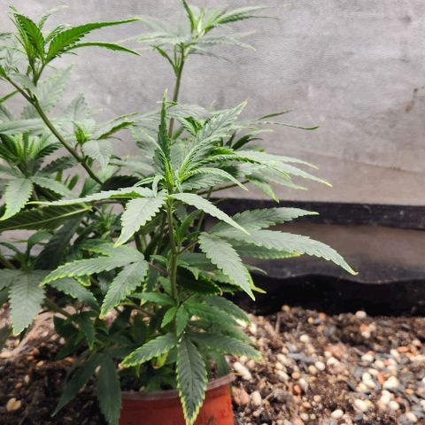Purple Buddha #1 growlog timeline photo