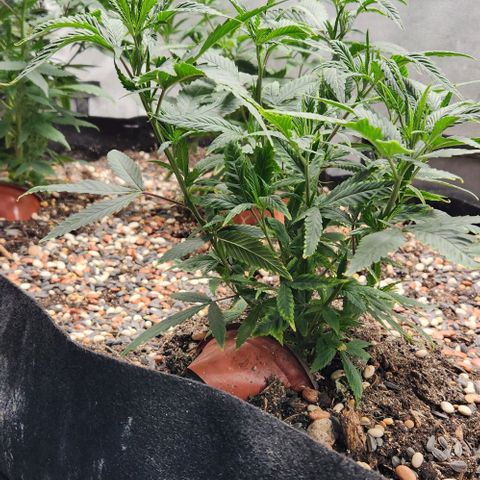 Purple Buddha #2 growlog timeline photo
